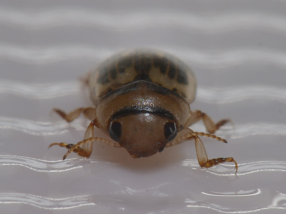 Dytiscidae - Nebrioporus sansii e Nebrioporus elegans
